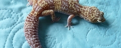 Femelle - Mack Snow Bell Albinos - nee le 21.07.11